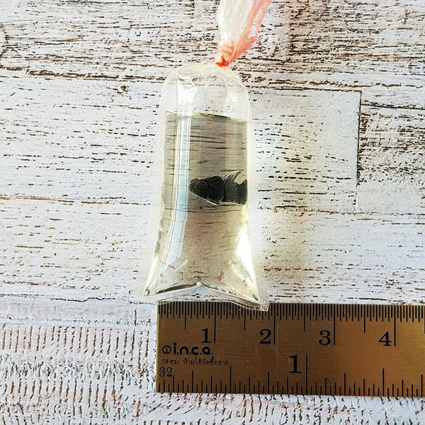 black miniature fish in bag